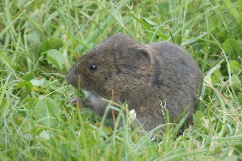 Voles Stay Active All Winter
