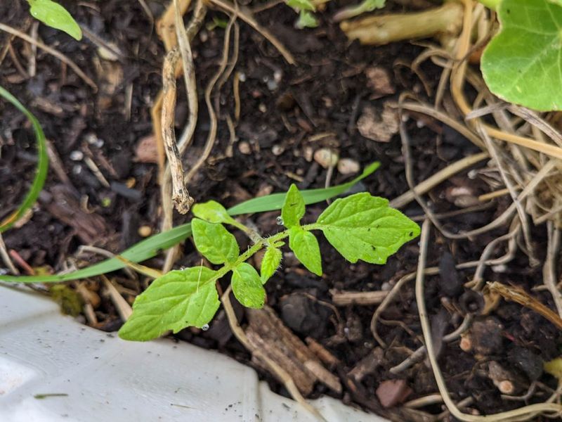 Volunteer Seedlings That Pop Up From Leftover Green Fruit In Spring