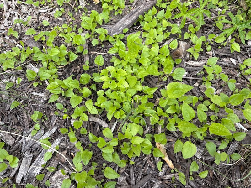 Volunteer Seedlings That Pop Up Next Spring