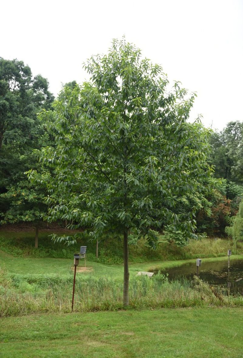 Volunteers Help Track Which Trees Resist Blight Best