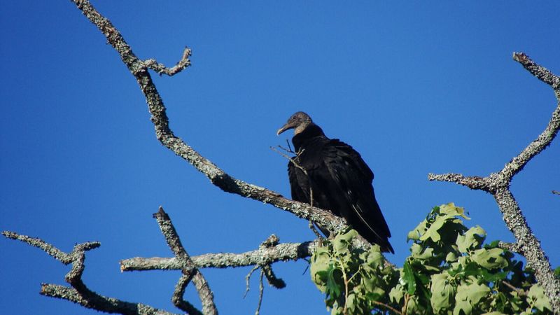 Vultures Are Protected By State And Federal Law Vultures Are Protected By State And Federal Law