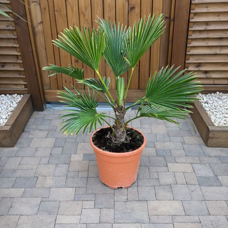 Waggie Windmill Palm