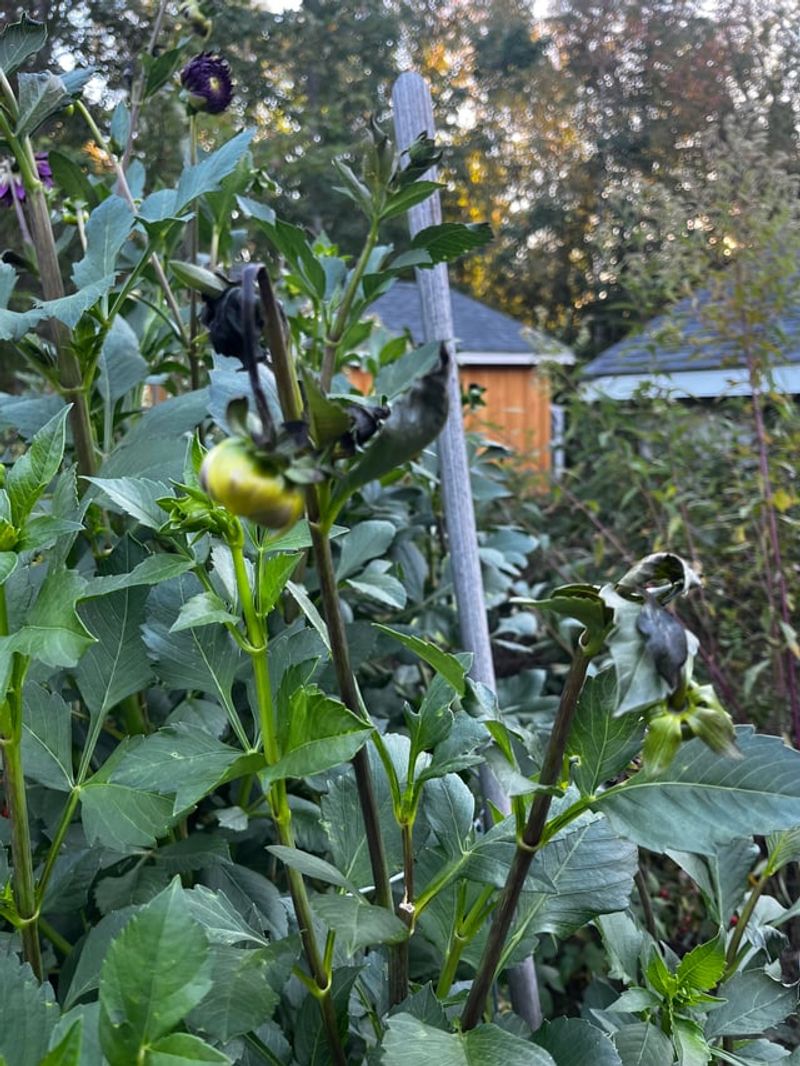 Wait About Two Weeks Before Your Garden Fork Hits The Dahlia Bed Wait About Two Weeks Before Your Garden Fork Hits The Dahlia Bed