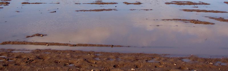 Wait Before Replanting In Flooded Soil Wait Before Replanting In Flooded Soil