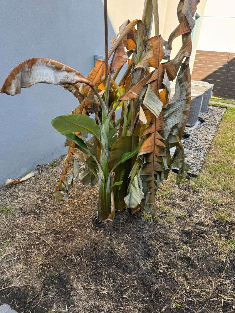 Wait For A Hard Freeze To Brown The Leaves Wait For A Hard Freeze To Brown The Leaves