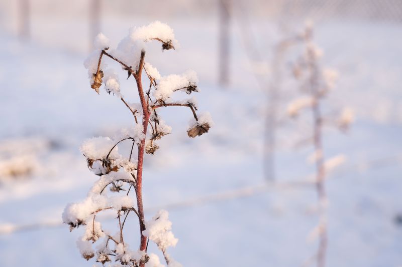 Wait For A Hard Frost Before Digging Your Sunchokes