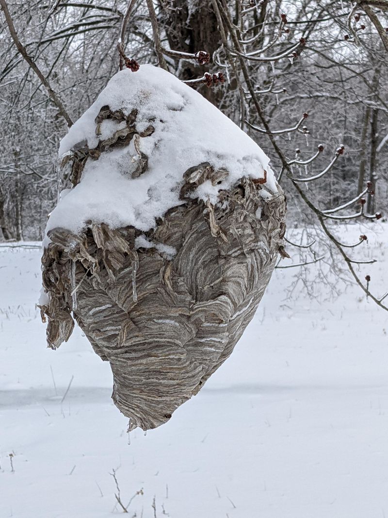 Wait For A Hard Frost To End The Colony