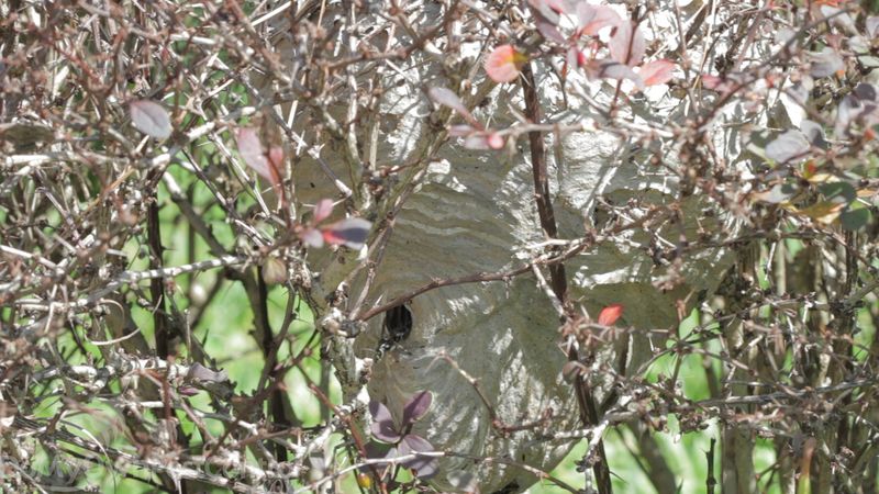 Wait For A Hard Frost To End The Colony
