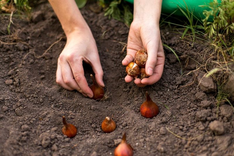 Wait For Cooler Soil Before Planting Wait For Cooler Soil Before Planting