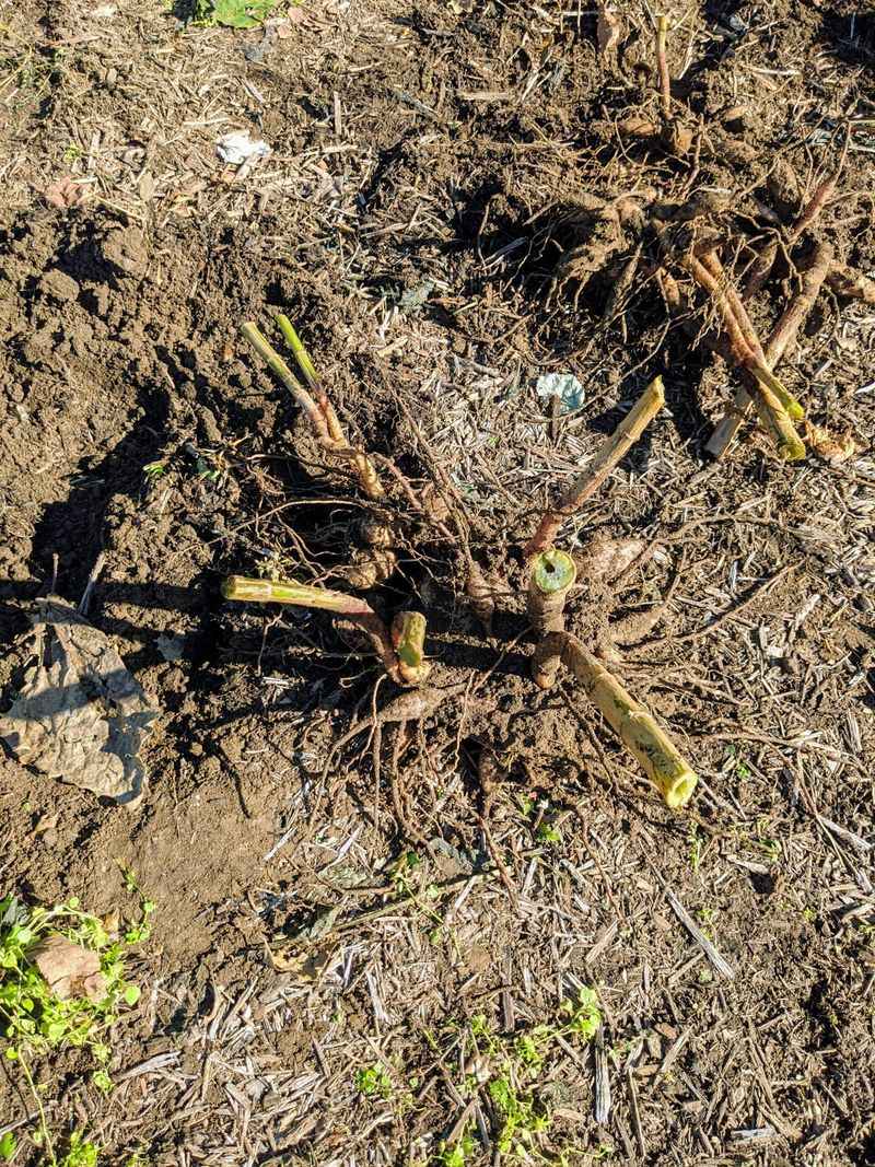 Wait For Frost To Blacken The Foliage