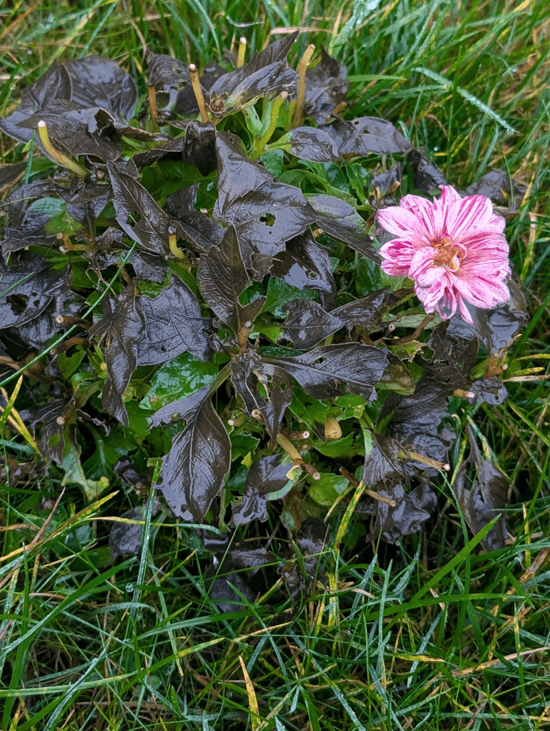 Wait For Frost To Blacken The Foliage Wait For Frost To Blacken The Foliage