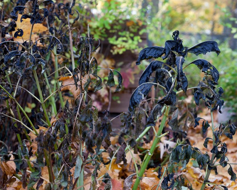 Wait For Frost To Blacken The Leaves
