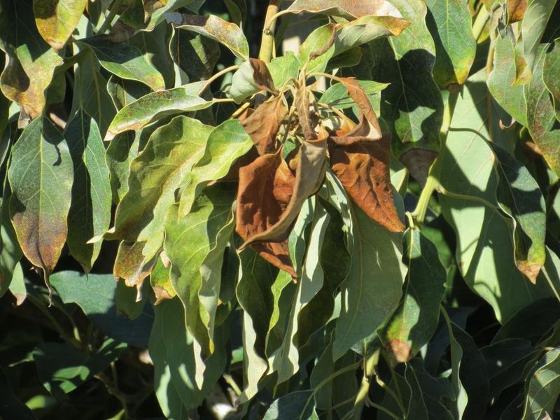 Wait For New Growth Before Cutting Frost Damage