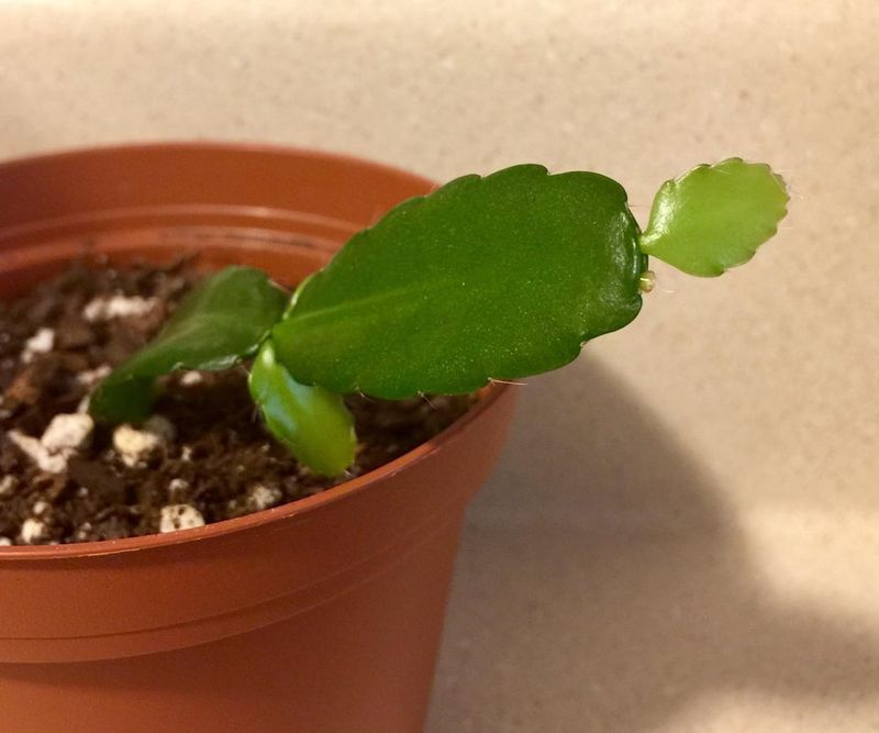 Wait For New Growth Before Repotting