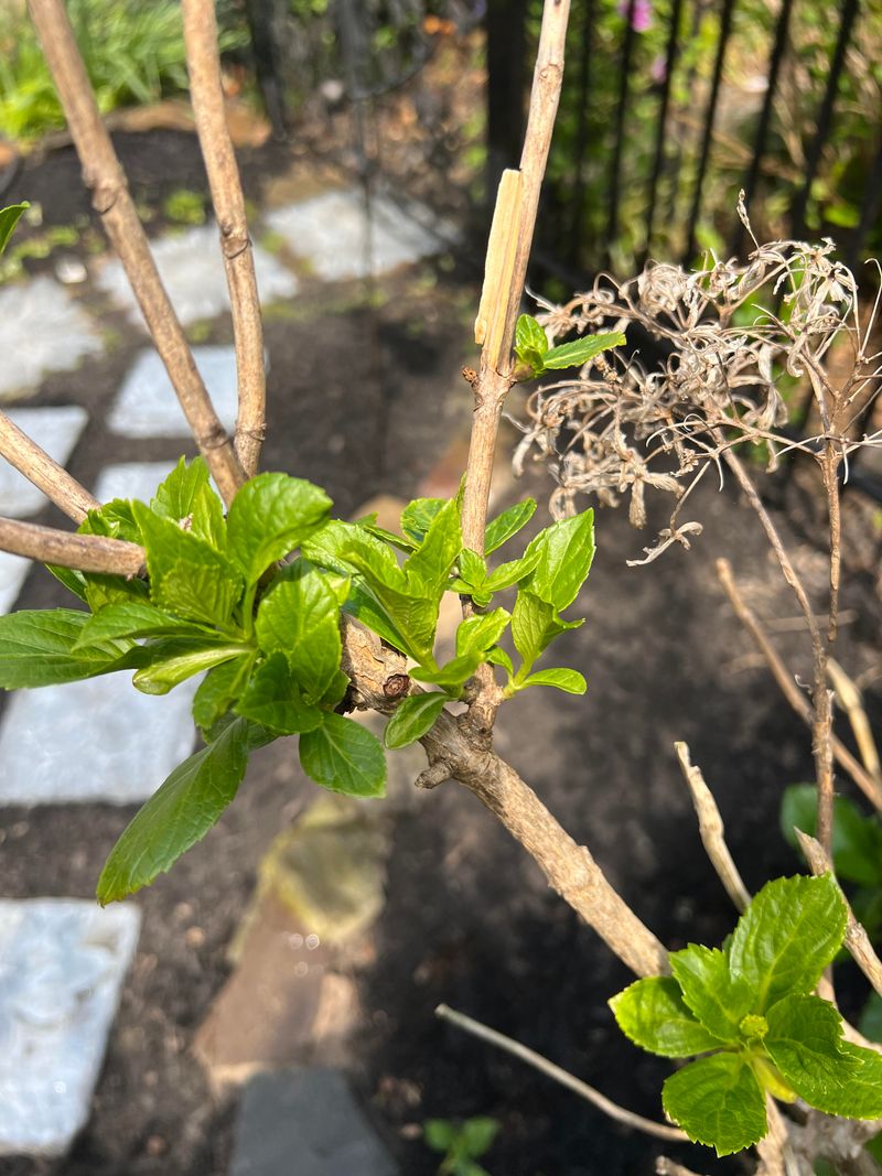 Wait For Spring Growth Before Any Trimming Wait For Spring Growth Before Any Trimming
