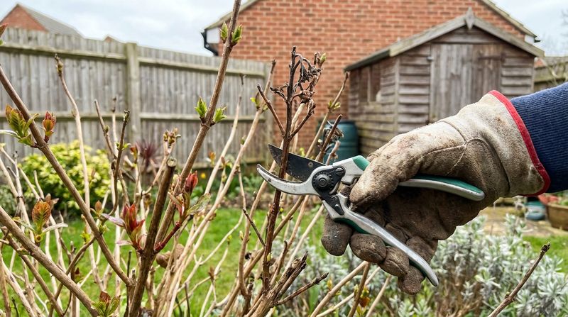 Wait For Spring To Remove Winter-Damaged Stems Wait For Spring To Remove Winter-Damaged Stems