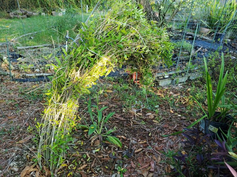 Wait For Strong New Growth First