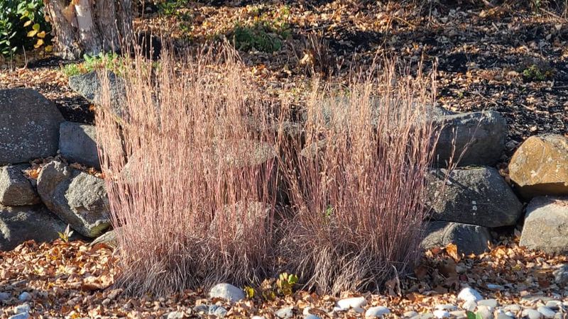 Wait For The End Of Winter Before Trimming The Old Stems