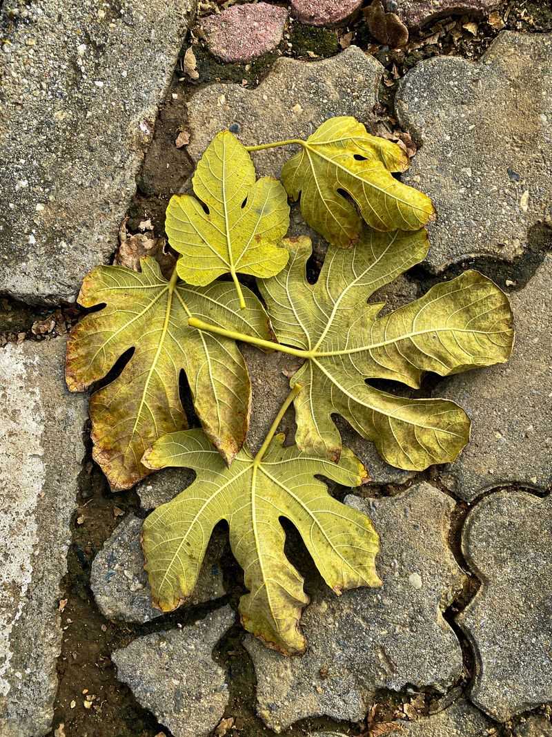 Wait For The Leaves To Drop Before You Start