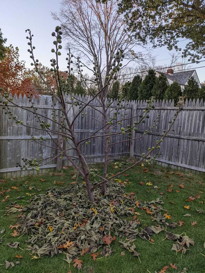 Wait For The Leaves To Drop Before You Wrap