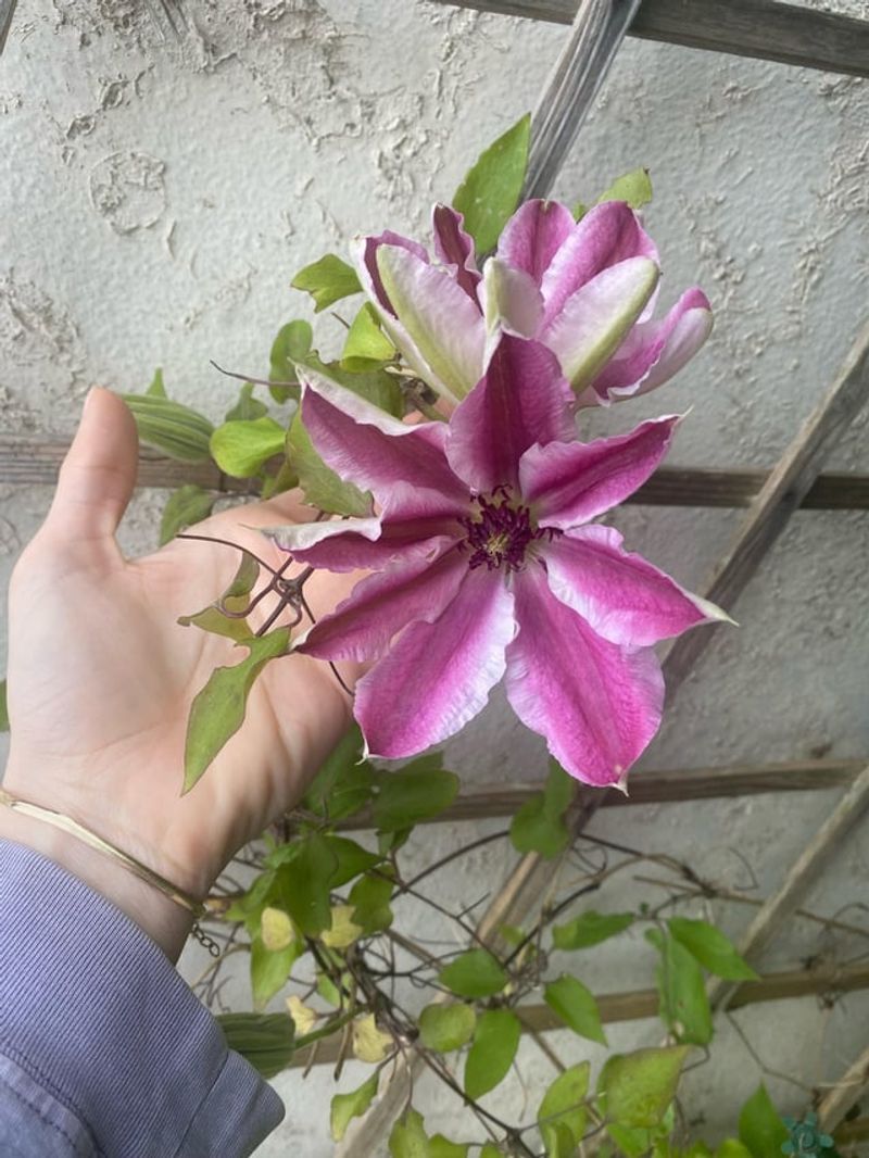 Wait On Pruning Spring Bloomers Until After Flowering Wait On Pruning Spring Bloomers Until After Flowering