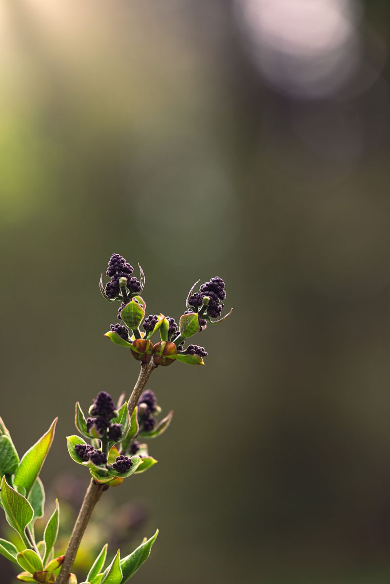 Wait On Your Lilacs Since Their Buds Already Formed