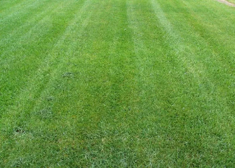 Wait To Mow Until The Grass Is Tall Enough