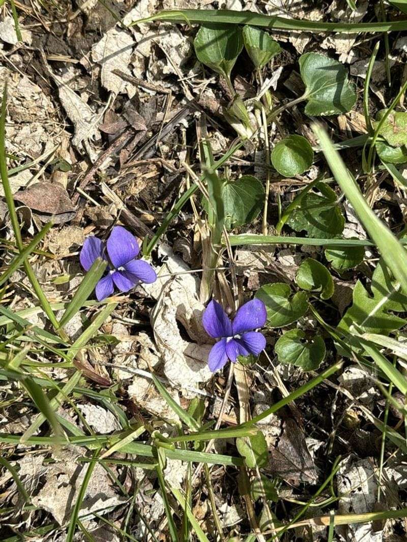 Wait Too Long And Violet Leaves Break Down Wait Too Long And Violet Leaves Break Down