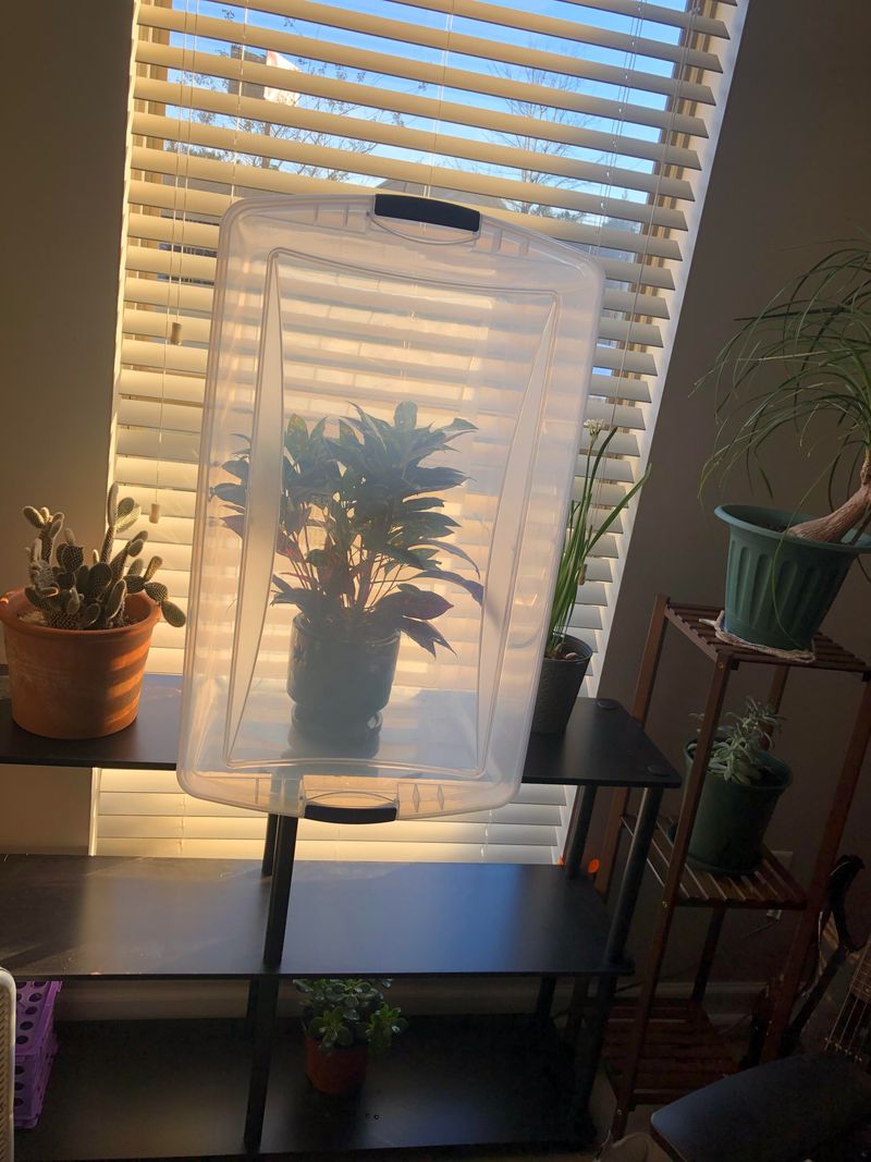 Wait Two Weeks Before Moving Plants Near Others