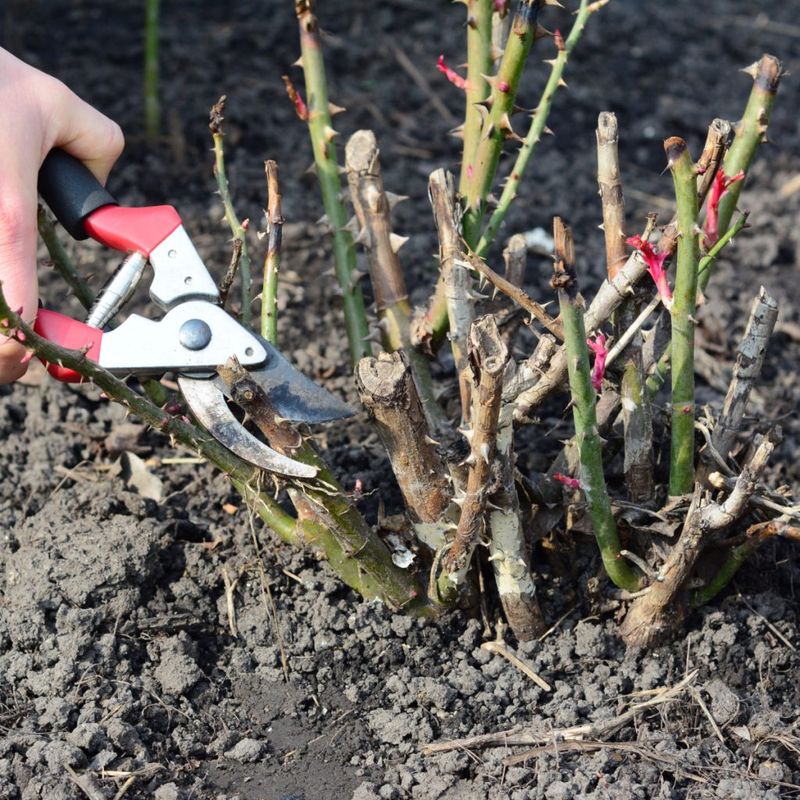 Wait Until After A Hard Frost To Shorten Vulnerable Stems