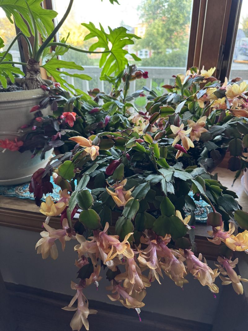 Wait Until After Bloom For Big Changes