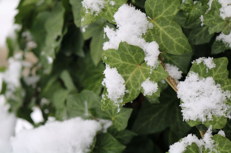 Wait Until Christmas Eve To Bring Ivy Indoors
