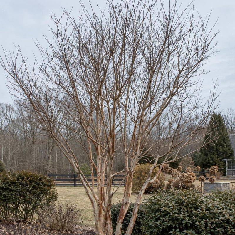 Wait Until Late Winter