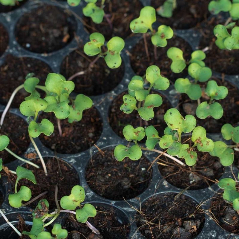 Wait Until Seedlings Show Their First True Leaves Wait Until Seedlings Show Their First True Leaves