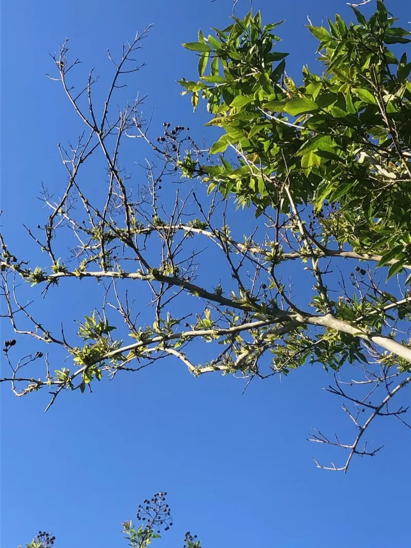 Wait Until Spring To Check For Winter Damage