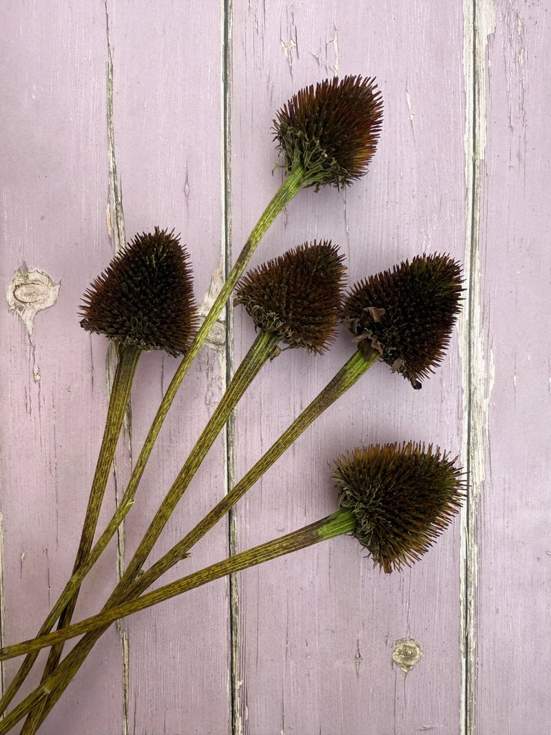 Wait Until The Cones Turn Dark Brown Wait Until The Cones Turn Dark Brown