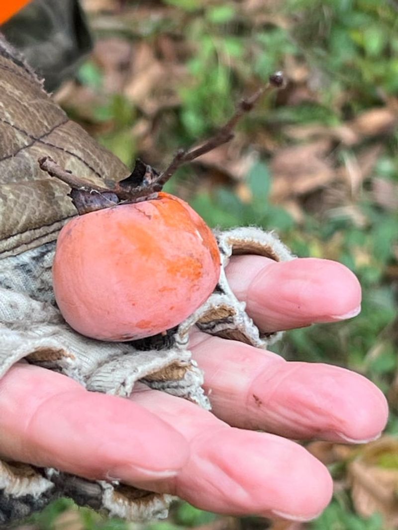 Wait Until The Fruit Is Soft And Fully Ripe Wait Until The Fruit Is Soft And Fully Ripe