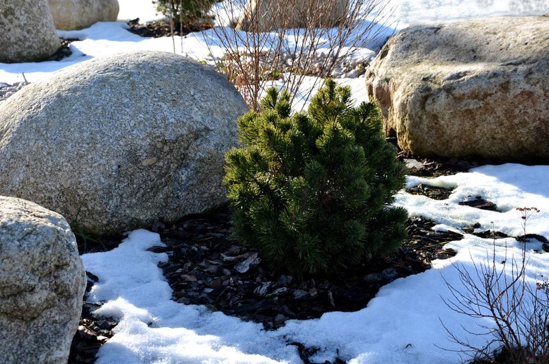 Wait Until The Ground Freezes To Mulch Wait Until The Ground Freezes To Mulch
