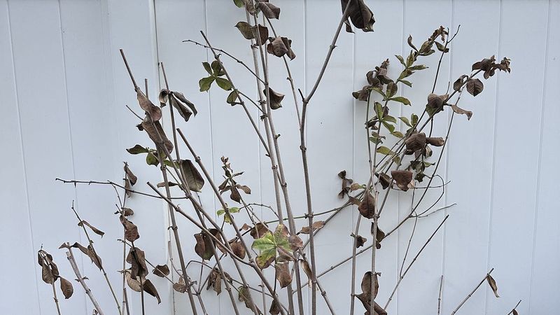 Wait before pruning frost injury