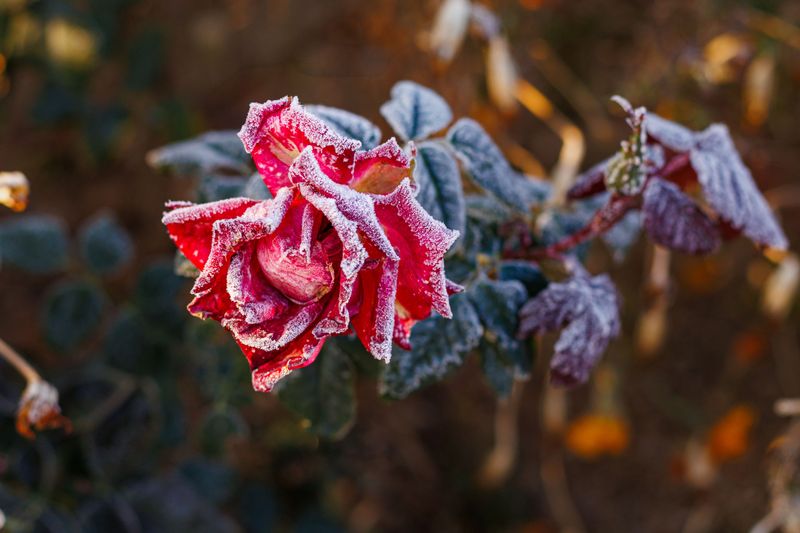 Wait for a Few Hard Frosts Before Mulching Your Roses Wait for a Few Hard Frosts Before Mulching Your Roses