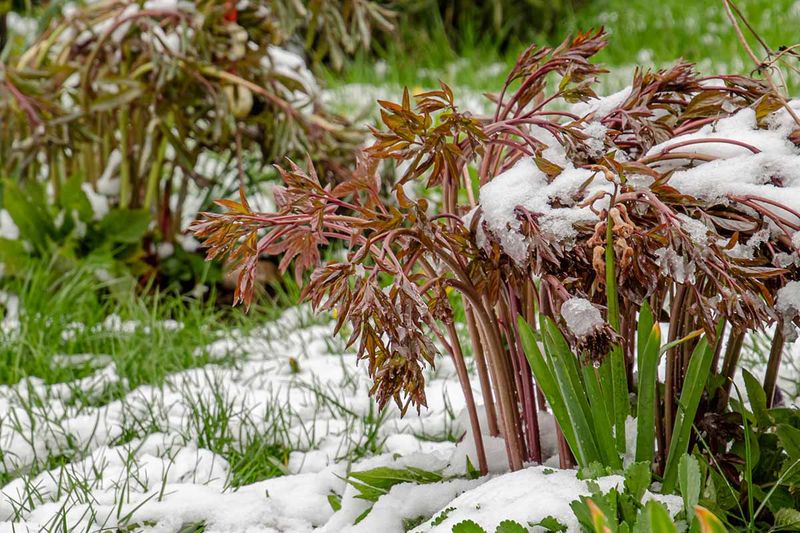 Wait for a Hard Frost Before You Trim Those Peony Leaves
