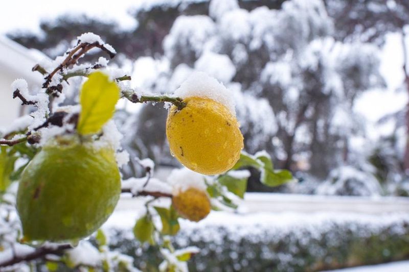 Wait for spring growth before pruning cold-damaged wood Wait for spring growth before pruning cold-damaged wood