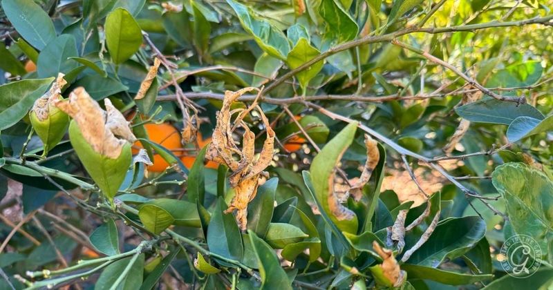 Wait for spring growth before pruning freeze damage Wait for spring growth before pruning freeze damage