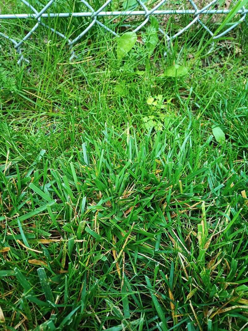 Waiting Too Long Leaves Less Time For Roots To Establish