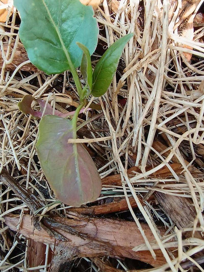 Waiting Until Spring Reveals Which Plants Made It Through Winter