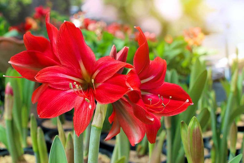 Wake It Up For New Blooms