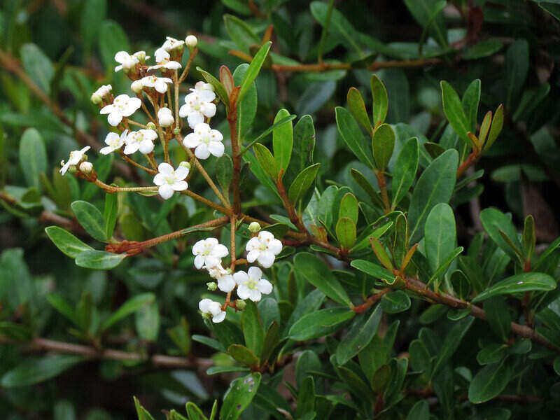 Walter's Viburnum Works As A Small Tree