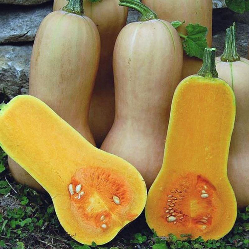 Waltham Butternut