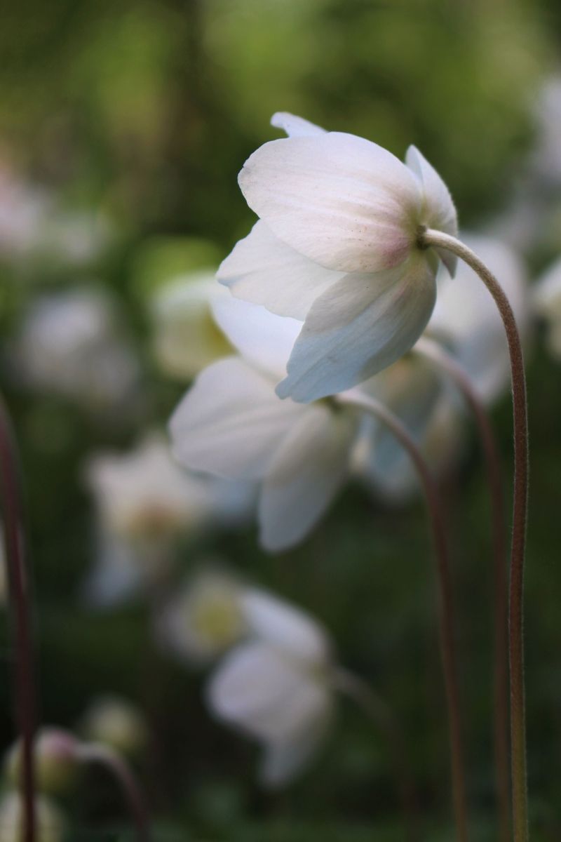 Wandering Anemone Rhizomes Need a Little Spring Supervision