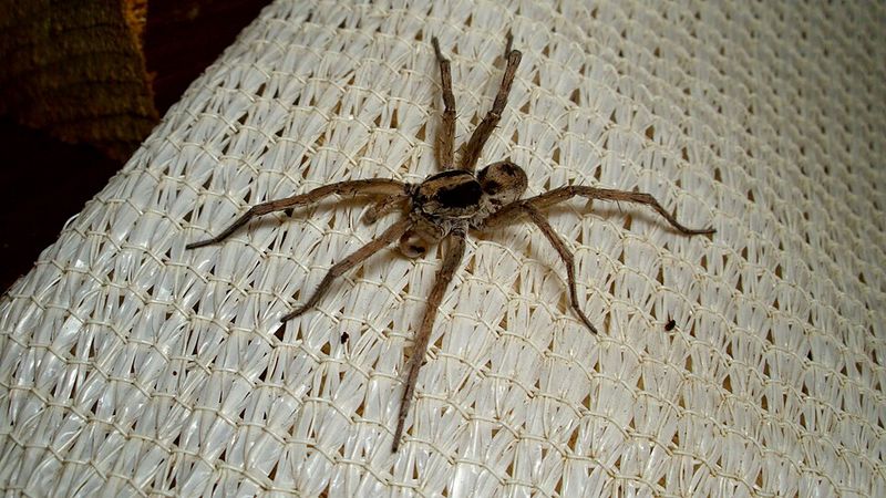 Wandering Males Searching For Mates Often Explain Fall Sightings Wandering Males Searching For Mates Often Explain Fall Sightings